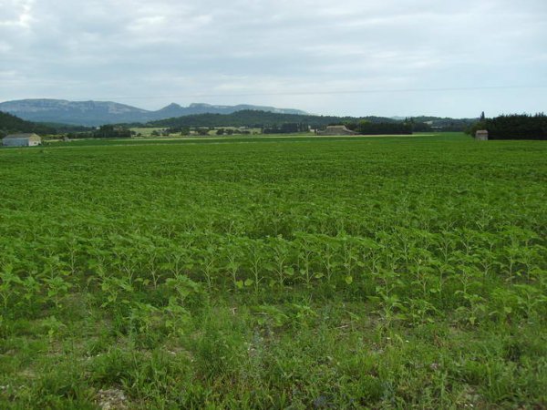  ,1500m&sup2;   (environ)    R&eacute;f :
                                    5634 